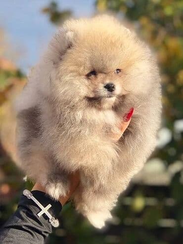 Psi: Pomeranac / Pomeranian / Boo štenci Ako ste odgovorna osoba i imate — 6