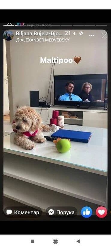 mali pufnasti psi: Maltipoo vrhunske genetike u registrovanoj odgaivacnici Bahu Djokovic — 4