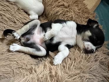 tigrasti cane corso: Čivava štene prelepa Civava Chihuahua apple head Kratkodlake čivave — 5