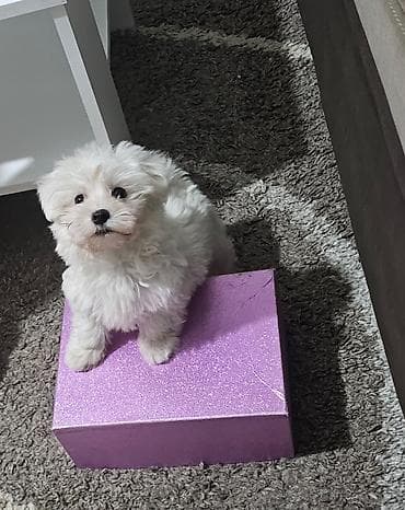 Pet Equipment & Accessories: Na prodaju premeden maltezer stene, starosti 2 meseca. Jako razigran — 2