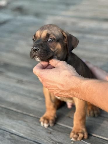 beli psi veliki: Rasa Cane Corso snažne građe) Starost: 45dana Boja dlake: nijanse — 3