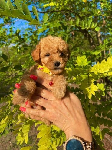 ovcari psi: Odgajivacnica pasa "Happy Puppies" ima u ponudi muzjake patuljaste i — 8