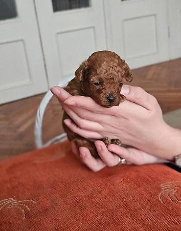 macke na poklon: Najmanje pudle, od najlepsih roditelja u Evropi samo u — 2