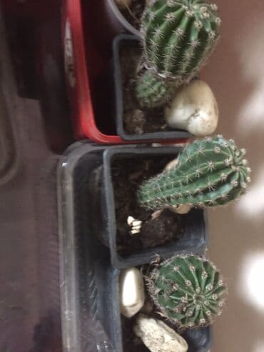 aloja kaktus: Kaktusi 100 dinara — 10