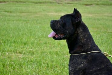 psi koji trazi tartufe: Postanite vlasnik jednog od naših vrhunskih Cane Corso štenaca — 28