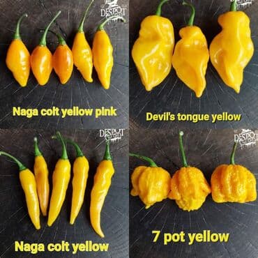 za dvoriste: 🌶Seme najljućih i egzotičnih čili papričica🌶 Za kupljenih pet — 4