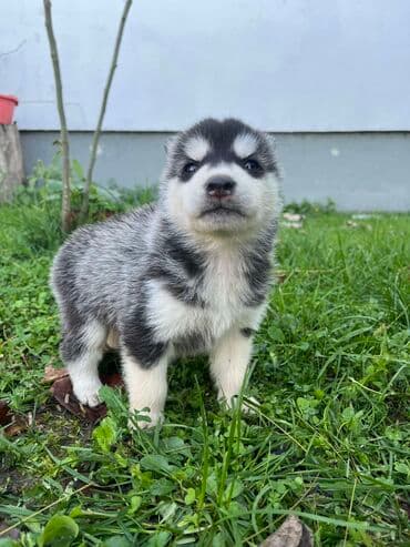 Ostale životinje: Sibirsky haski štenci - Leglo prelepih štenaca sibirskog haskija — 4