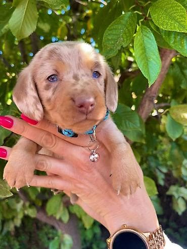 Odgajivacnica pasa "Happy Puppies" ima u ponudi patuljaste jazavicare