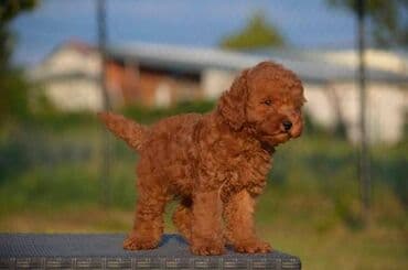 Pets & Animals: Toy pudle Odgajivacnica "Team AS Trajkovic" u ponudi ima prelepe toy — 8