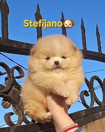 sarplaninac cena: Pomeranac Boo stenci. Ekskluzivni, vrhunski stenci pomeranca — 5