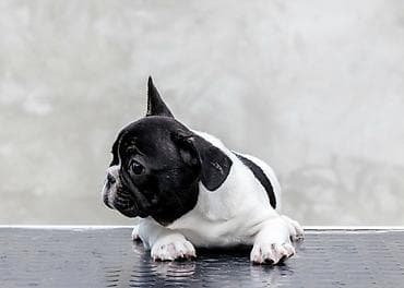 plavi francuski buldog cena: VRHUNSKI FRANCUSKI BULDOZI-Rezervacije u toku.Iz odgajivačnice — 5