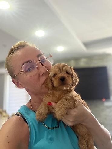 mali psi pomeranac: Registrovana odgajivačnica Pom Bahu Djokovic predstavlja prelepe — 7