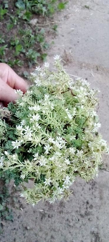 amfore za cvece: Sedum (supervivum) u saksiji – niskorastući sukulentni pokrivač tla sa — 2
