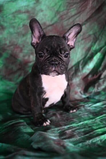 Francuski buldog – štene - Rasa: Francuski buldog - Boja: crna