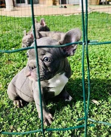mini francuska pudla: Francuski buldog štenci plave boje. Vakcinisani, spremni za novi dom — 4