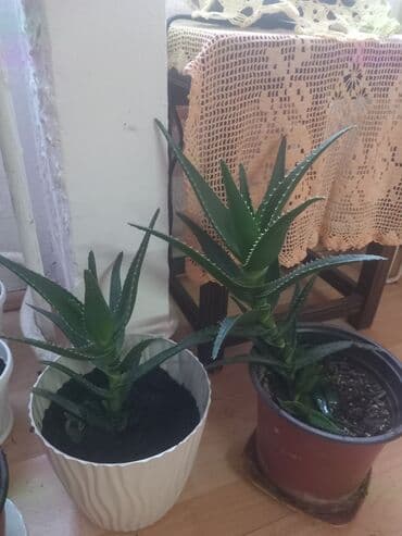 sobno cvece zamija cena: Aloe vera u saksijama – zdrave, dekorativne sukulente idealne za stan — 3