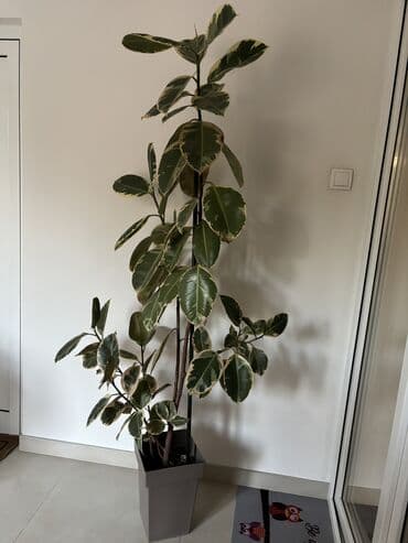 čarobne zvučne priče 2: Dve novogodisnje zvucne knjigice za decu,jedna je 800dinara,knjigici — 4