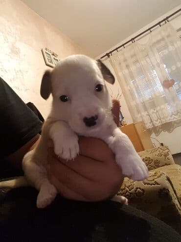 Cats: Stene staforda - Starost: mesec dana ženka samo danas 60e poslednja — 1