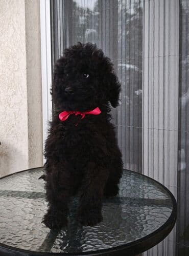 dresirani psi prodaja: Backy Cockapoo watery stenci . Dve ženke starosti 3 meseca slobodne — 2