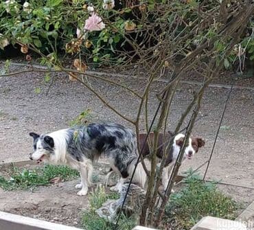 beli doberman cena: Border koli/collie štenci. Vakcinisani i očišćeni od parazita, 2 — 9