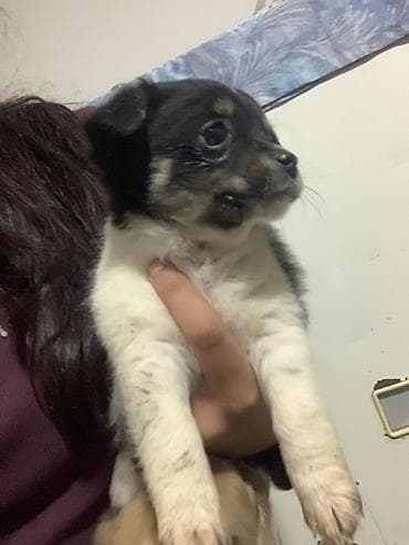 Devojcica malog rasta – crno-belo sa smeđim oznakama - Preslatko