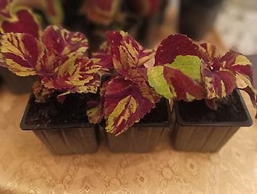 cvece debela koka: Koleus (Coleus, ukrasna kopriva) – rasad u saksijama - Raznobojne — 6