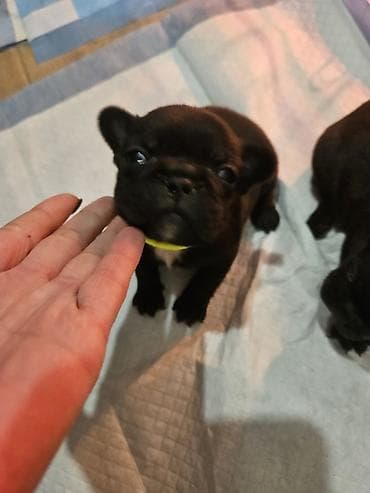 ogradice za pse: Francuski buldog štenci - Leglo štenaca francuskog buldoga u crnoj i — 7