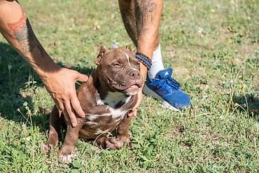 mesanac labradora i retrivera: Dostupna dva muska i dva zenska steneta mikro exotic bulija, posetite — 4