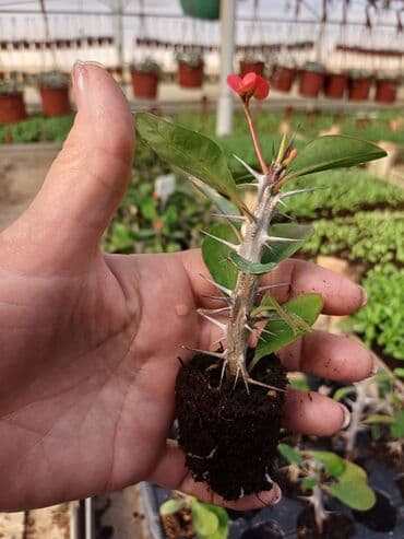 mini begonija: Euforbia mili — 1
