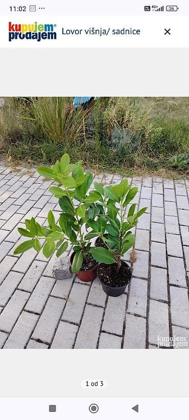 sadnice hrasta cena: Lovor višnja – sadnice u saksiji - Zimzelene sadnice Prunus — 1
