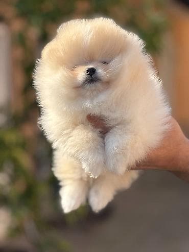 transporter za pse na kuku: Pomeranac stenci Pomeranci na prodaju sa kompletnom putnom i — 6