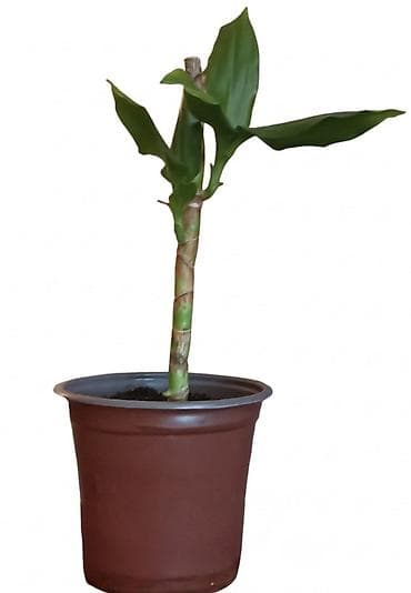 saksije beograd: Saksijska biljka – Dracena sanderiana (Lucky bamboo) - Vrsta: ukrasna — 1