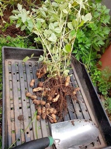 ljuljaske od paleta: Kikiriki (30 semenki) Cena:650din Kikiriki (Arachis hypogaea) je — 5