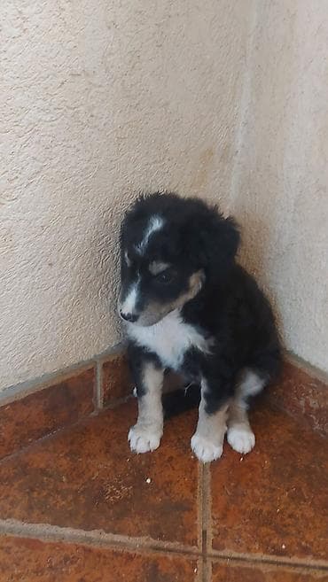 malinoa 5 meseci: Poklanjam 5 štenaca, stara 3 meseca, majka Border koli. Štanci se — 3