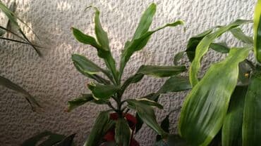 iznajmljivanje agregata beograd: Dracena White Bird, Compacta, Golden Coast, lepe, kvalitetne biljke — 2