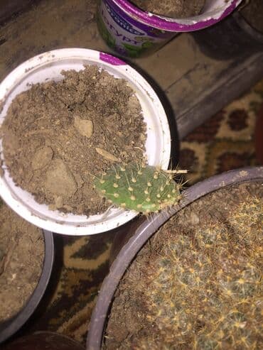 aloja kaktus: Kaktusi 100 dinara — 6