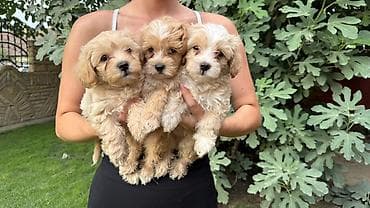 gonici prodaja: Maltipoo kucici,prelepi,odgajani u kuci.Ocisceni od — 5