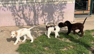 golubovi kupujem prodajem 2 strana: Nasa odgajivacnica lagotto romagnolo pasa A GANG OF LAGOTTA FCI 7244 — 2