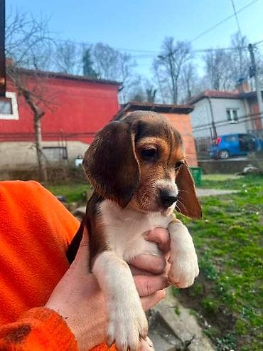 cane corso srbija: Bigl štenci Prodajem prelepe rasne štence rase Bigl, oštenjene — 8