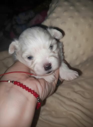 Malo belo štene – rase maltezer/pudl tip (toy veličina) - Starost