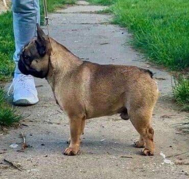 ovcarski psi: Odg . French bulldoga Srcky's oglasava mladog muzjaka za prodaju — 1