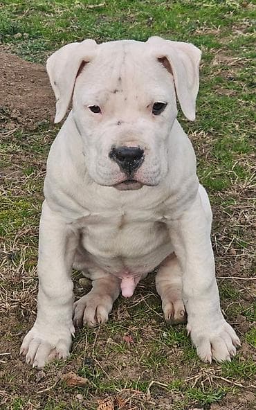 Dogo argentino Prelepi štenci uredno vakcinisani i očišćeni od na lalafo.rs Dogo argentino Prelepi štenci uredno vakcinisani i očišćeni od