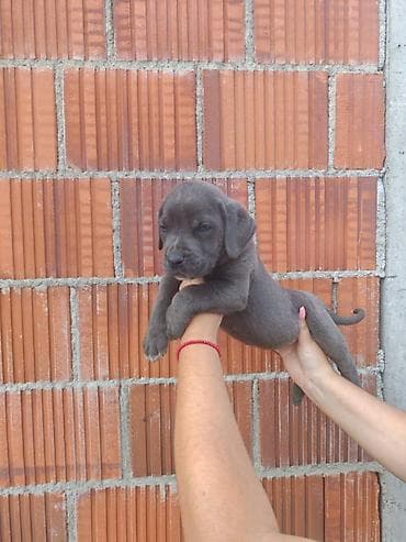nemački špic cena: Cane Corso štenci šampionskog porekla! Tražite moćnog čuvara i odanog — 7