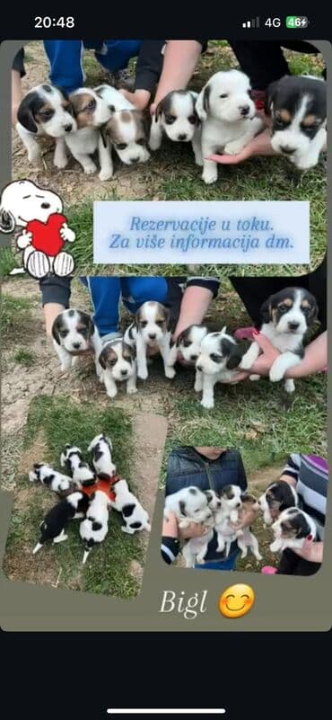 Psi: Rasa: Bigl – štenad Opis: - Više štenaca bigla u klasičnim trikolor i