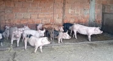 Glodari: Prasići na prodaju, težine od 20 - 30kg. Za dodatne informacije — 2