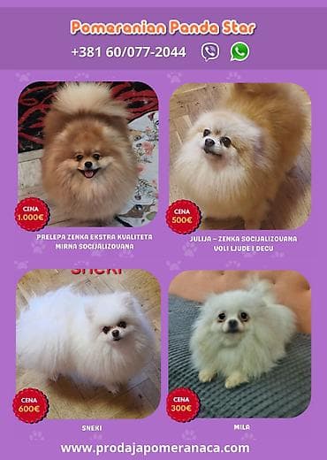 toy pudle na poklon: Pomeranian Star renomirana odgajivačnica pomeranaca iz Beograda je — 2