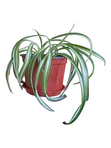 Sobna biljka – Chlorophytum comosum “Pauk biljka” (variegata) u na lalafo.rs Sobna biljka – Chlorophytum comosum “Pauk biljka” (variegata) u