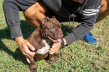mesanac labradora i retrivera: Dostupna dva muska i dva zenska steneta mikro exotic bulija, posetite — 3