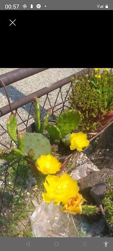 kućna mesoreznica: Razno ne mrzne — 6