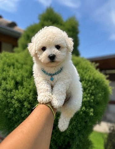 stenci labradora: Bichon Frise štenci U ponudi prelepi, umiljati i razigrani štenci rase — 2